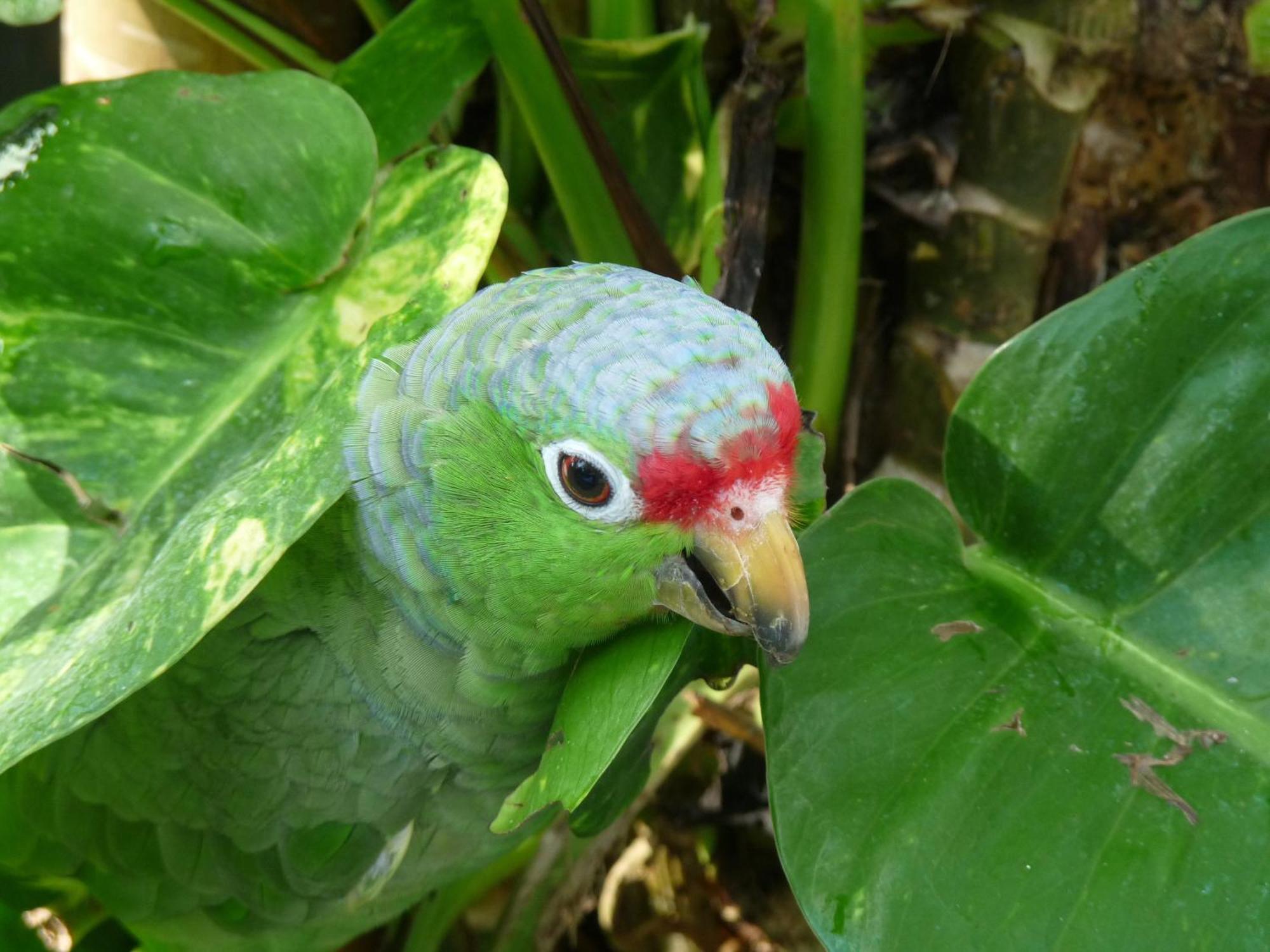 El Tucan Jungle Lodge Puerto Viejo de Talamanca Luaran gambar