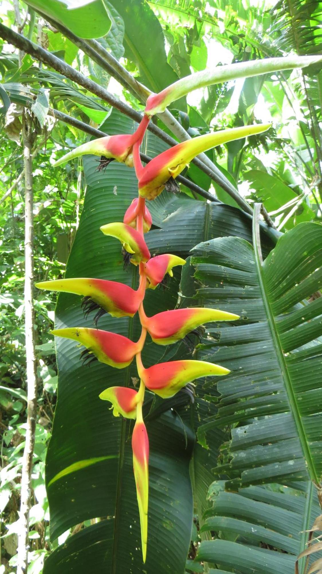 El Tucan Jungle Lodge Puerto Viejo de Talamanca Luaran gambar