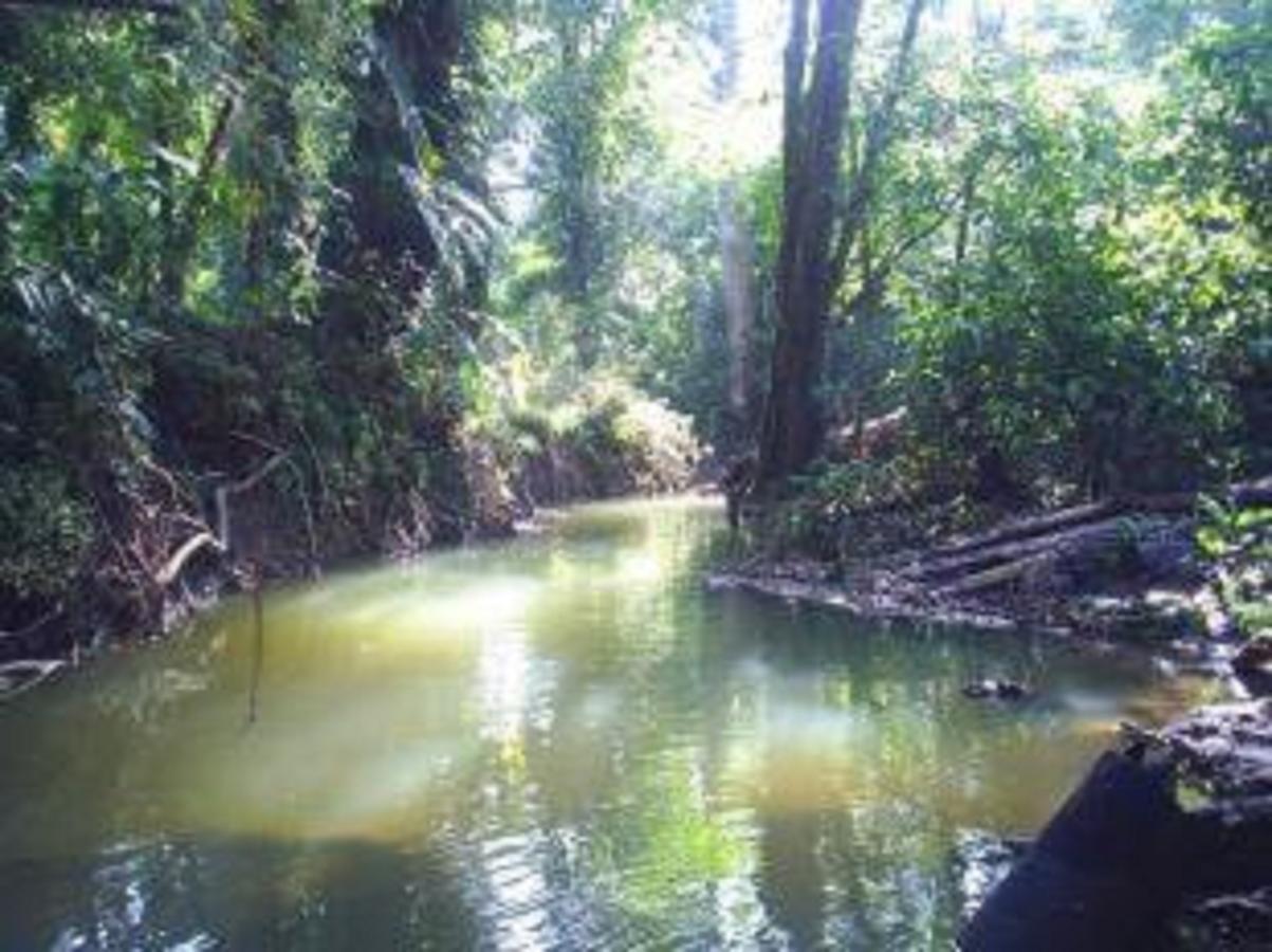 El Tucan Jungle Lodge Puerto Viejo de Talamanca Luaran gambar